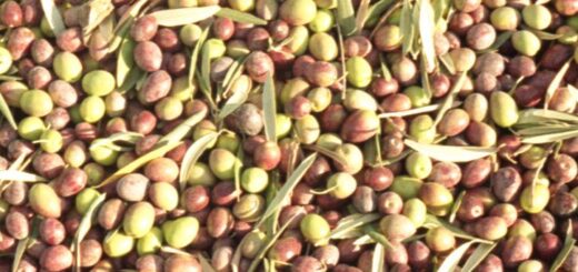 olives récoltées