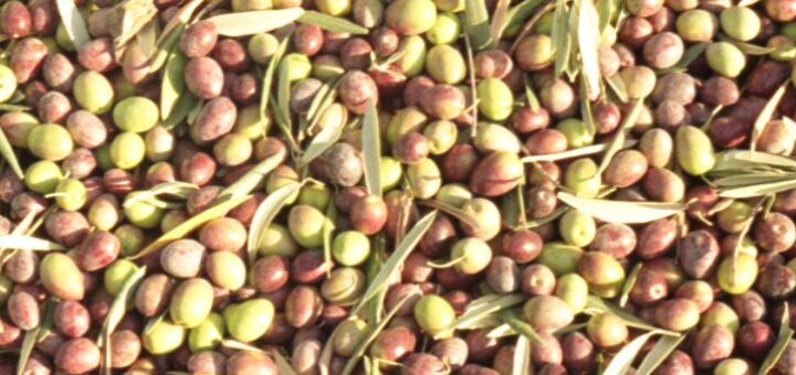 olives récoltées